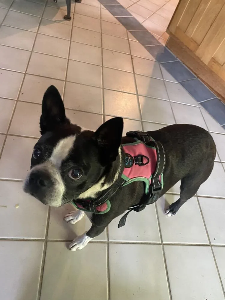 An adult small-sized female Tricolor (Brown, Black, & White) Boston Terrier dog named Mazie Dobbs KY for adoption in Maryville, TN