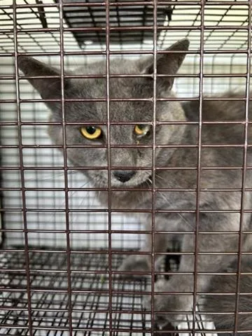 An adult large-sized male Domestic Short Hair cat named A for adoption in Houston, TX