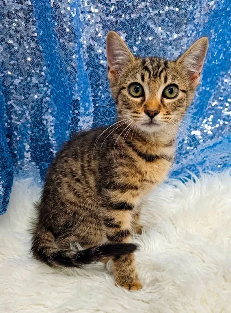 A young medium-sized male Domestic Short Hair cat named Minnow for adoption in Clarkesville, GA