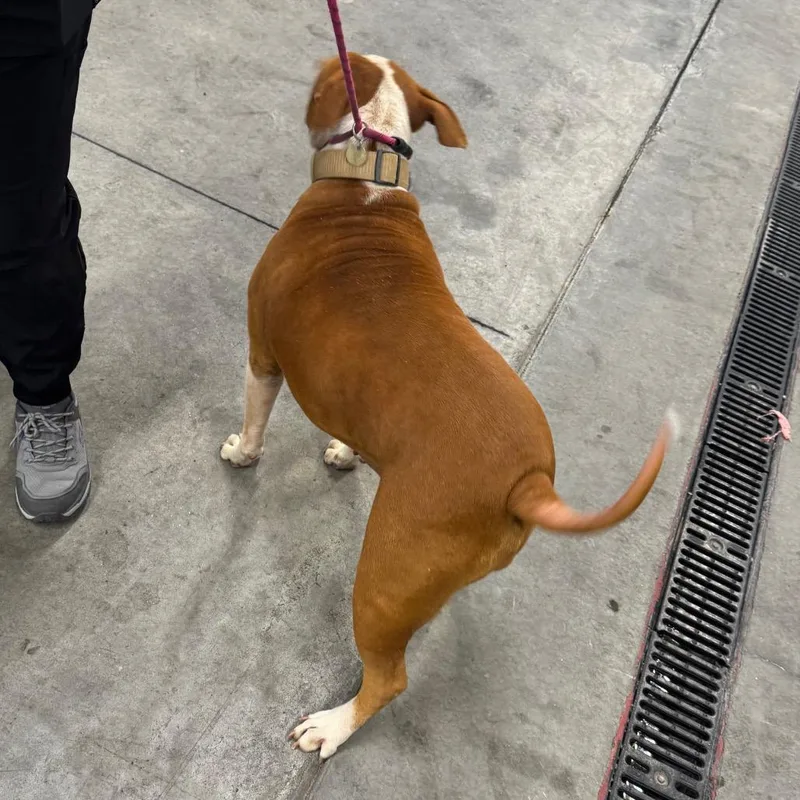 An adult large-sized female White / Cream Mixed Breed dog named Nala for adoption in Las Cruces, NM