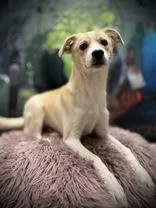 A young medium-sized male Yellow / Tan / Blond / Fawn Border Collie dog named Rocky for adoption in Eagle, CO