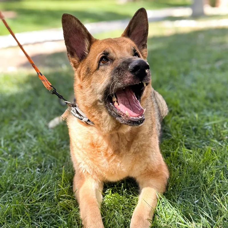 An adult large-sized male Brown / Chocolate German Shepherd Dog dog named Jackson A for adoption in Las Vegas, NV