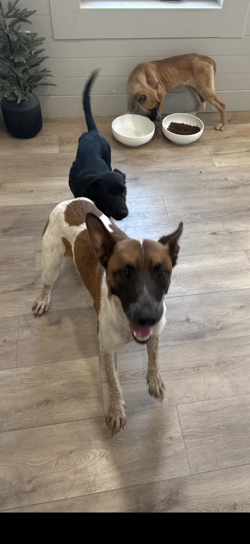 A young medium-sized female Belgian Shepherd / Malinois dog named Kasey for adoption in Casa Grande, AZ