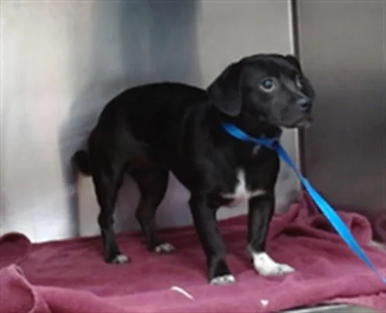 A young small-sized female Chihuahua dog named Sonya for adoption in Salinas, CA