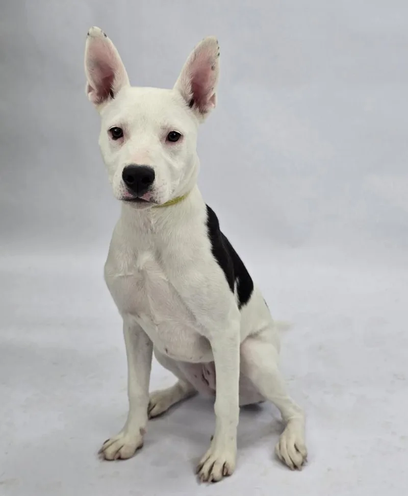 A young medium-sized female Tricolor (Brown, Black, & White) Pit Bull Terrier dog named Oreo for adoption in Sedalia, CO