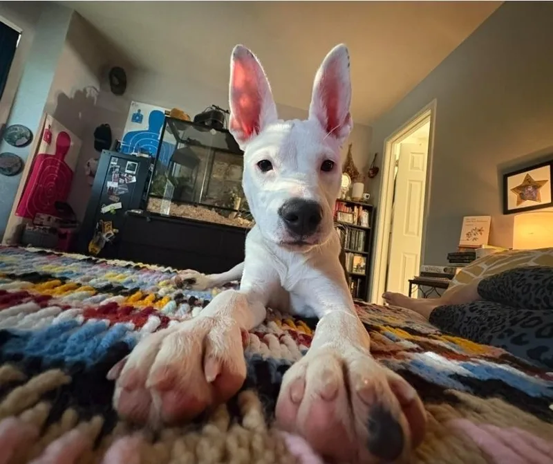 Oreo thumbnail 4
