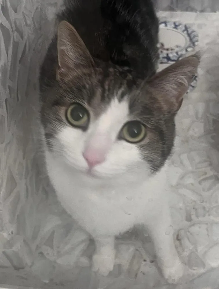 An adult medium-sized male Black & White / Tuxedo Domestic Short Hair cat named Teddy for adoption in Chicago, IL