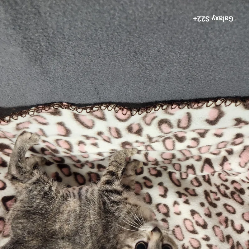 A young medium-sized female Torbie Domestic Short Hair cat named Acadia for adoption in Hagerstown, MD