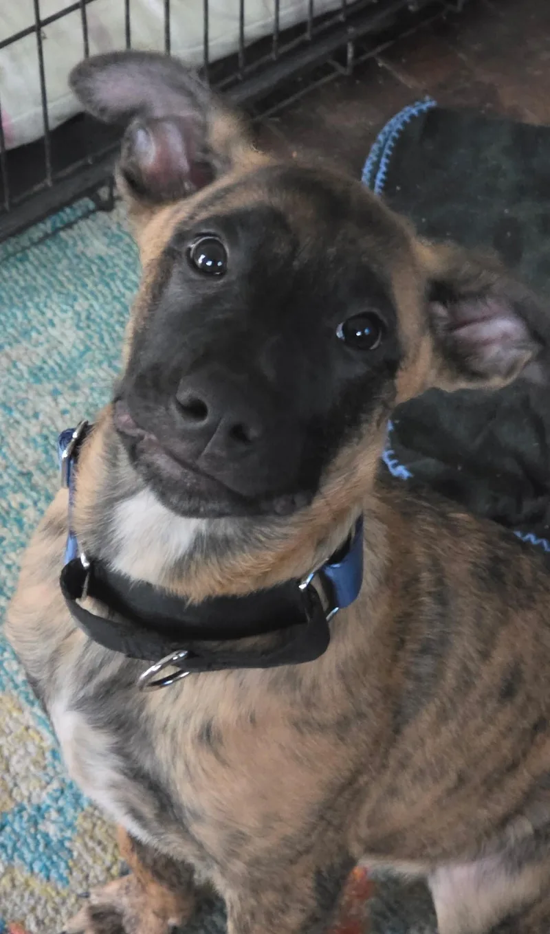 Sweet Gunner