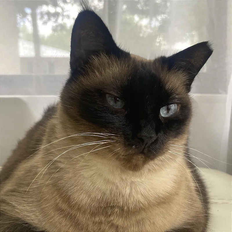 A senior extra large-sized female Brown / Chocolate Siamese cat named Victoria for adoption in Fort Lauderdale, FL
