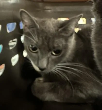 A young small-sized female Domestic Short Hair cat named Cider for adoption in Palm Coast, FL