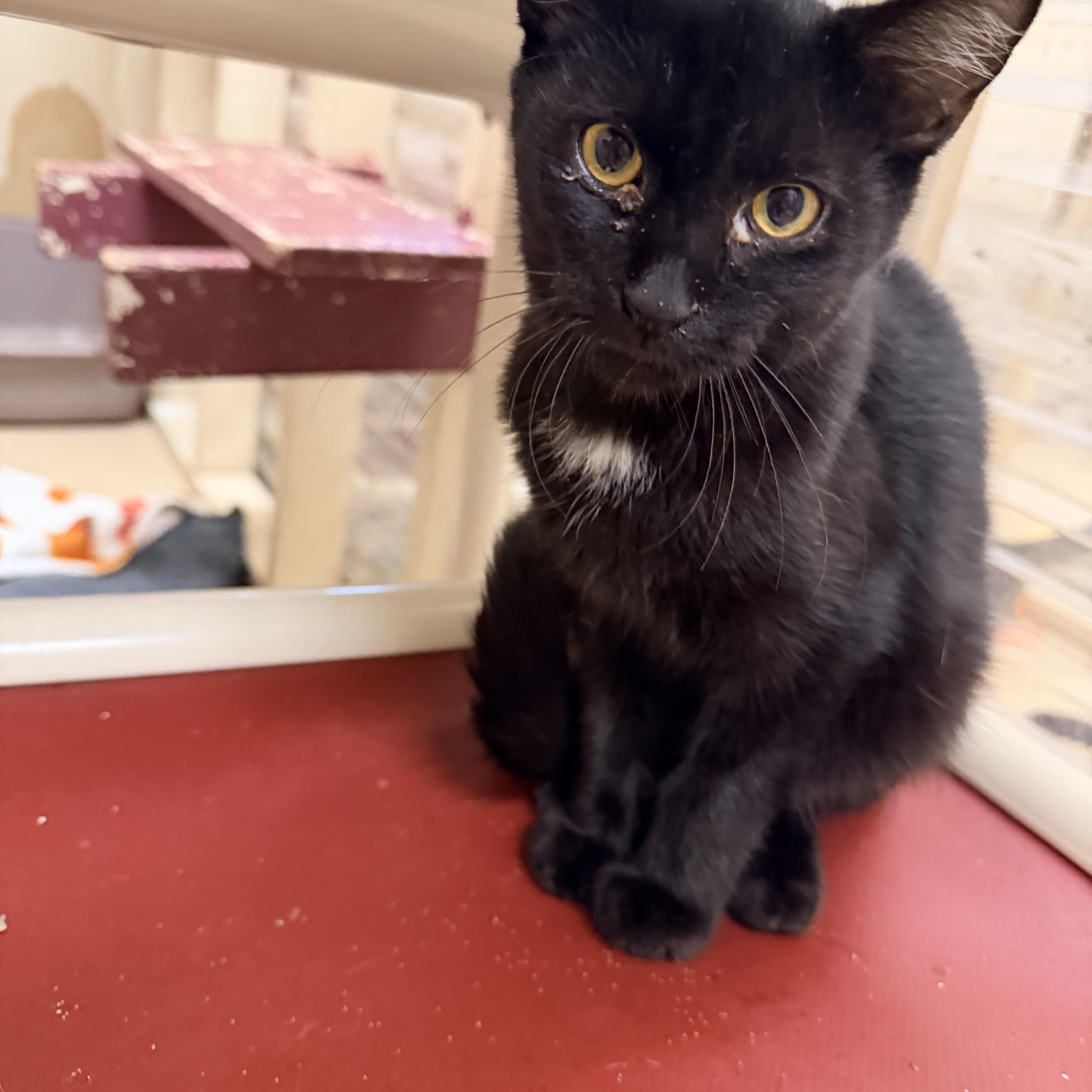 A baby medium-sized male Black Domestic Short Hair cat named Minx for adoption in Logan, OH