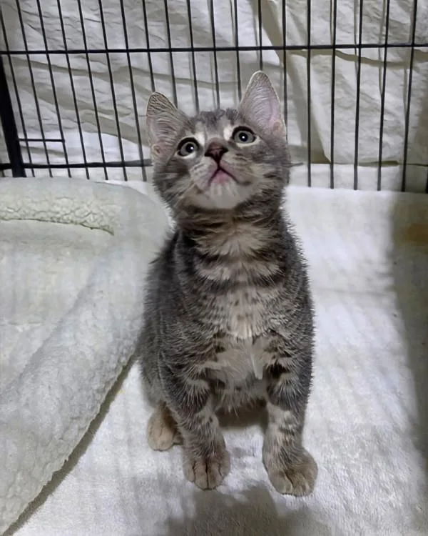 A baby small-sized male Domestic Short Hair cat named Percy for adoption in Novato, CA