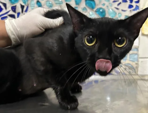 An adult medium-sized female Domestic Short Hair cat named Maven for adoption in Pensacola, FL
