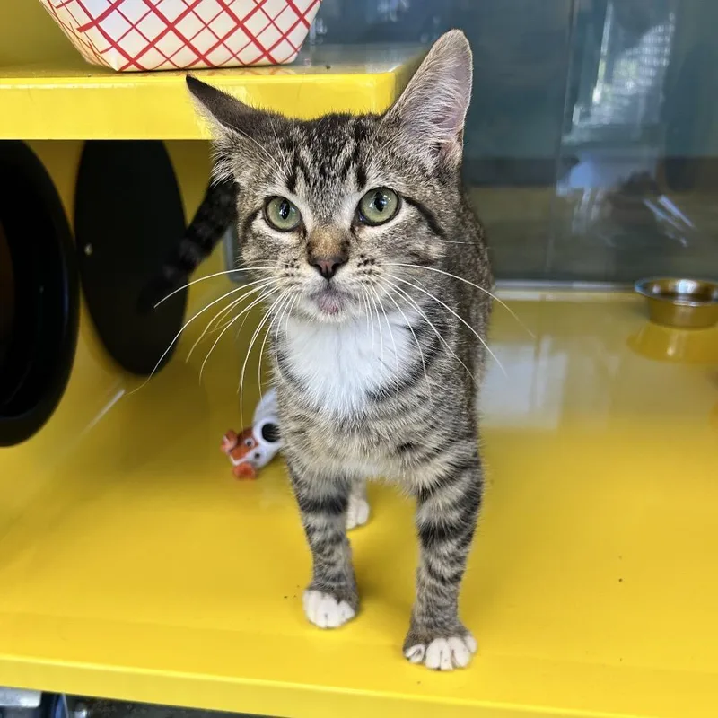A baby small-sized female Brown / Chocolate Domestic Short Hair cat named Fern for adoption in Abilene, TX