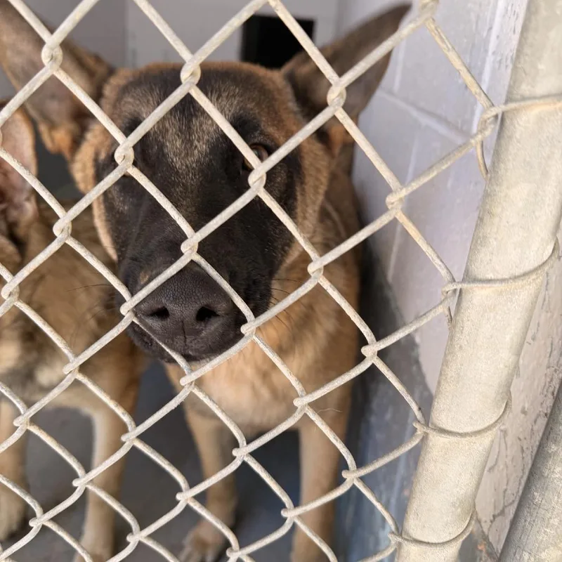 A young medium-sized male Yellow / Tan / Blond / Fawn Shepherd dog named Kota for adoption in Columbus, NC