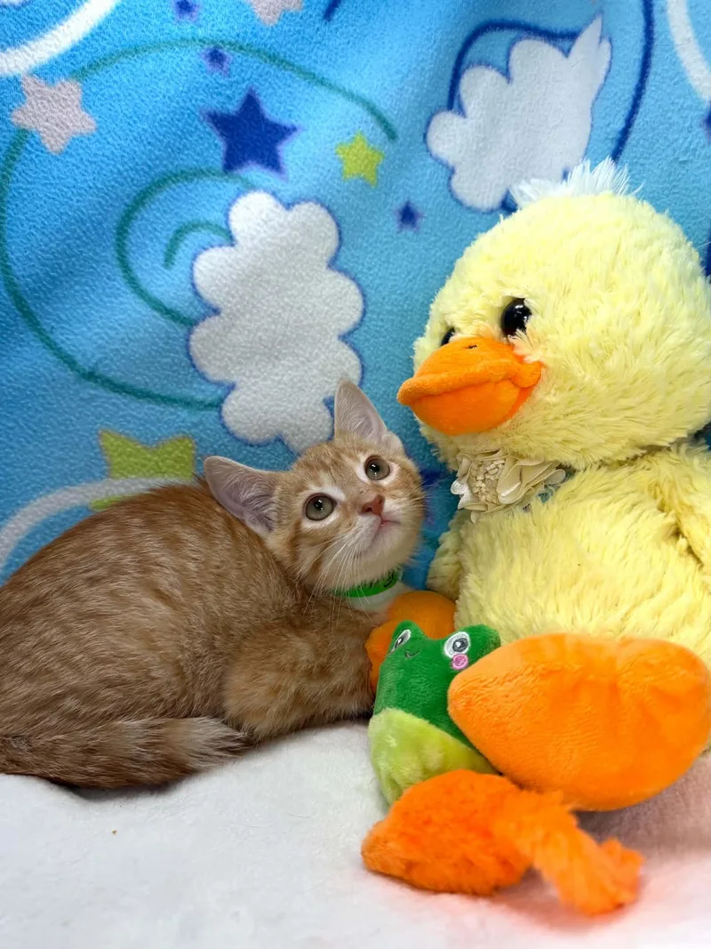 A baby medium-sized male Orange & White Tabby cat named Ezekiel for adoption in Tavares, FL