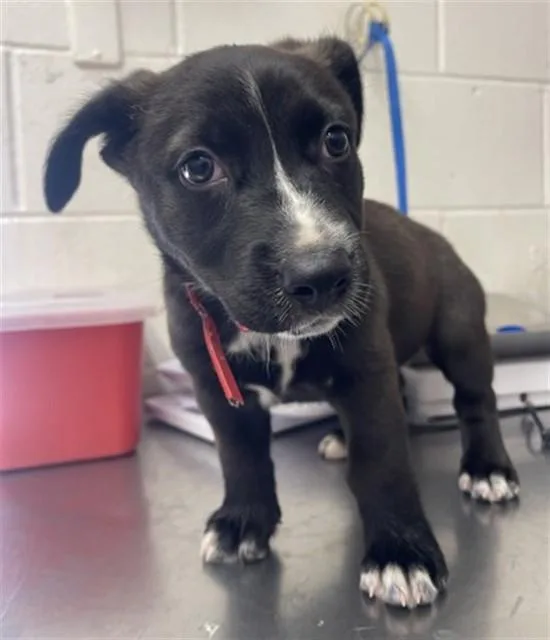 A baby small-sized female Pit Bull Terrier dog named Sally for adoption in San Bernardino, CA