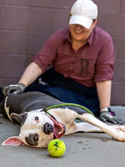 An adult large-sized female Mixed Breed dog named Shaylan for adoption in Chamblee, GA