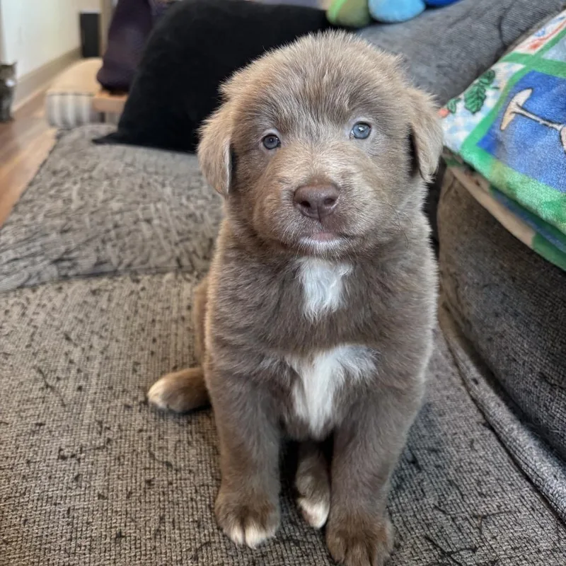 A baby medium-sized male Brown / Chocolate Labrador Retriever dog named Rougarou for adoption in New Orleans, LA
