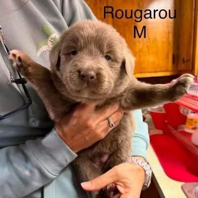 Rougarou thumbnail 3