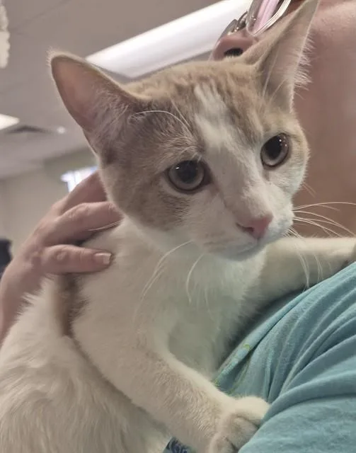 A young small-sized male Domestic Short Hair cat named Milo for adoption in Decatur, IL
