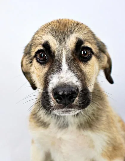 A baby large-sized male Golden Retriever dog named Henry for adoption in Morton Grove, IL