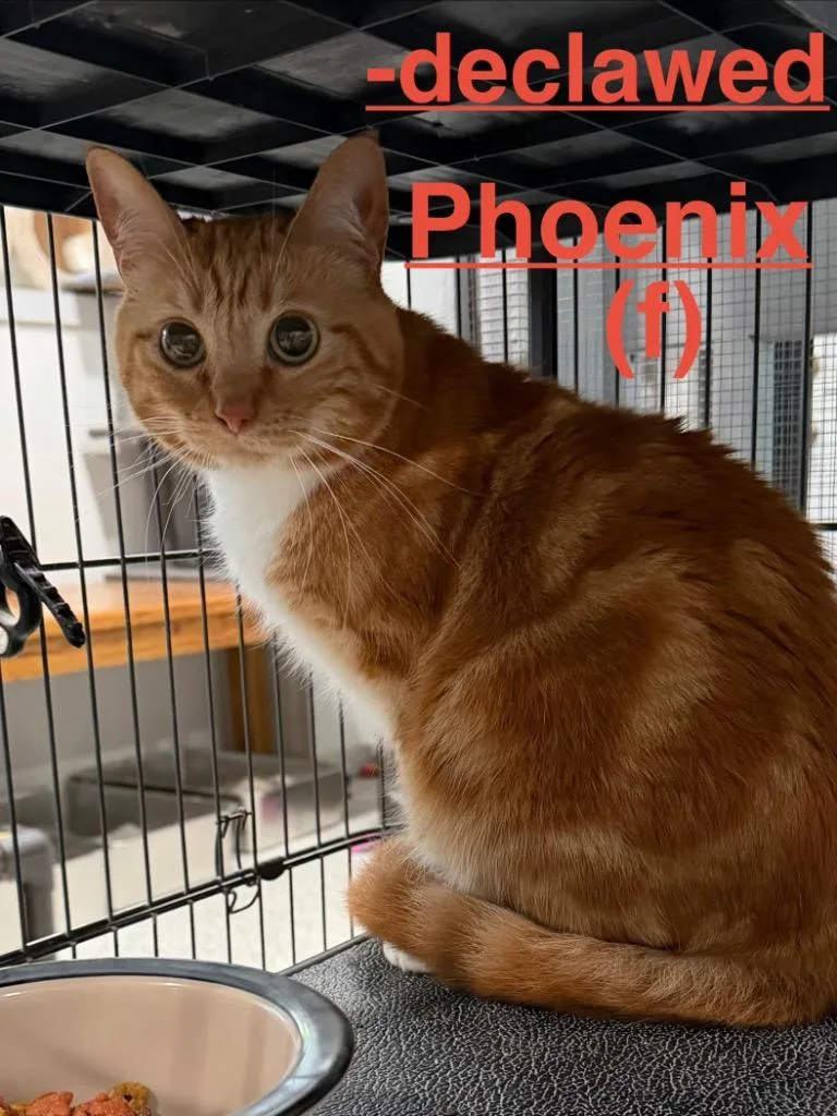 Phoenix