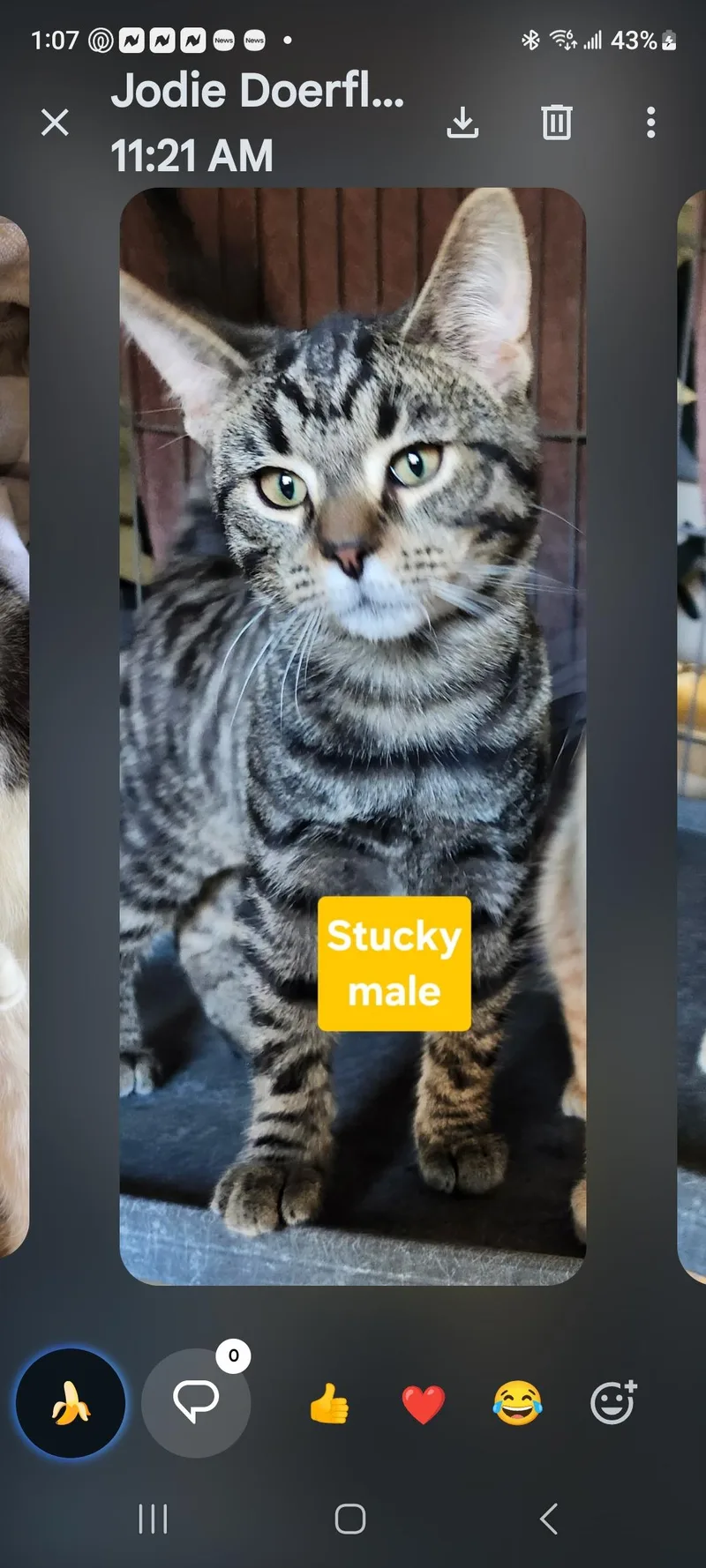 A young medium-sized male Brown / Chocolate Tabby cat named Stucky for adoption in Karns City, PA