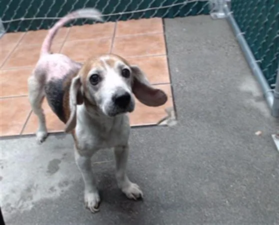A senior medium-sized male Beagle dog named Red for adoption in Downey, CA