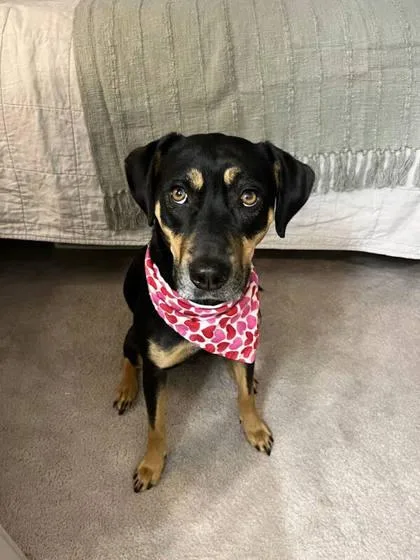 A baby large-sized female Retriever dog named Brianna for adoption in Savannah, GA