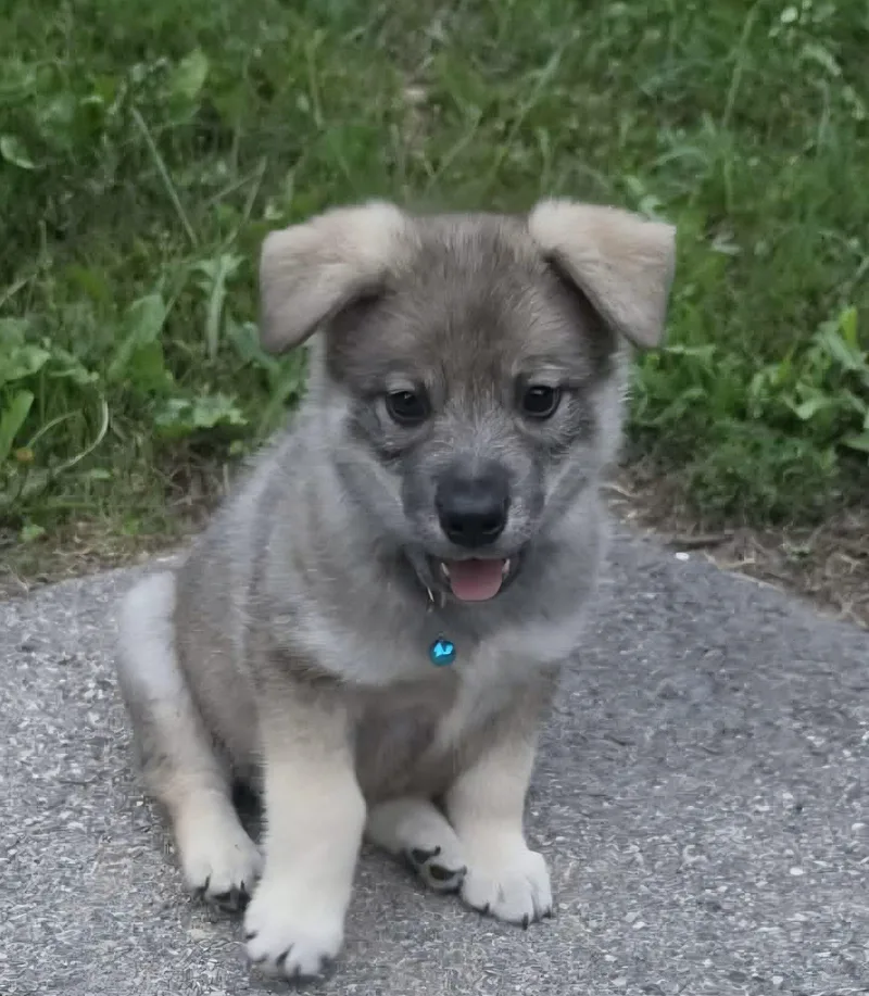 A baby small-sized male Norwegian Elkhound dog named Magnus for adoption in Twin lakes, WI