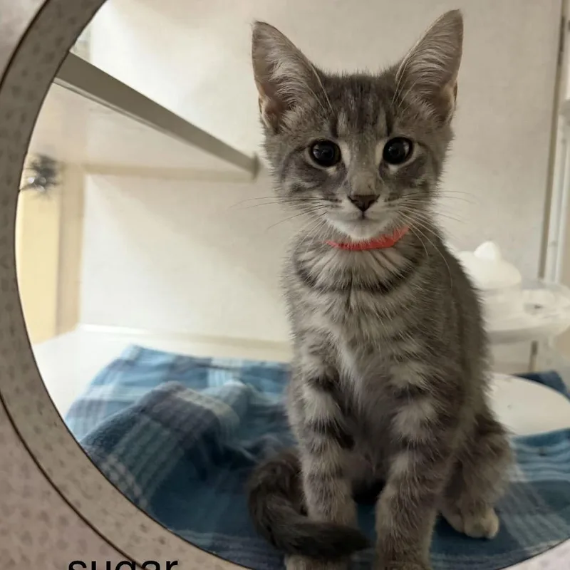 A baby small-sized female Gray / Blue / Silver Domestic Short Hair cat named Sugar for adoption in Buffalo, MN