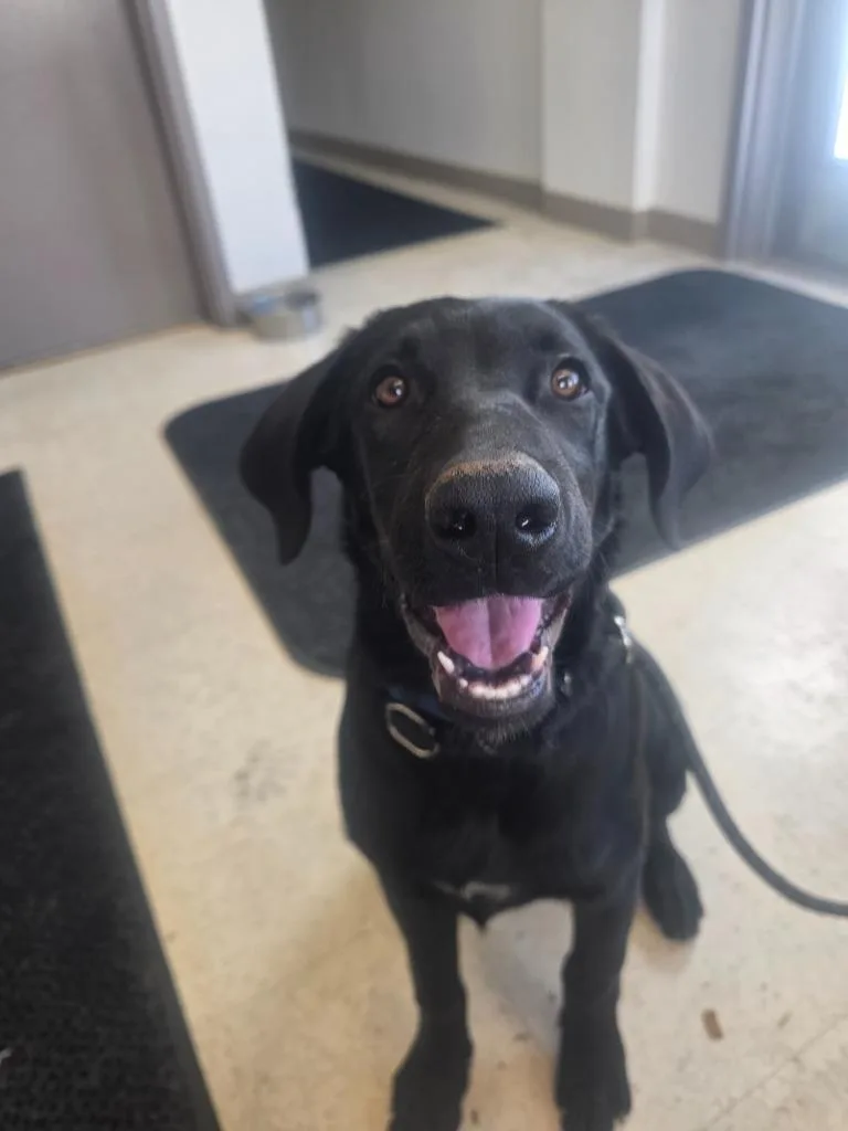 Posey