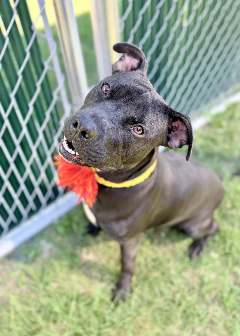 A young large-sized female Pit Bull Terrier dog named Morticia Addams for adoption in McKinney, TX