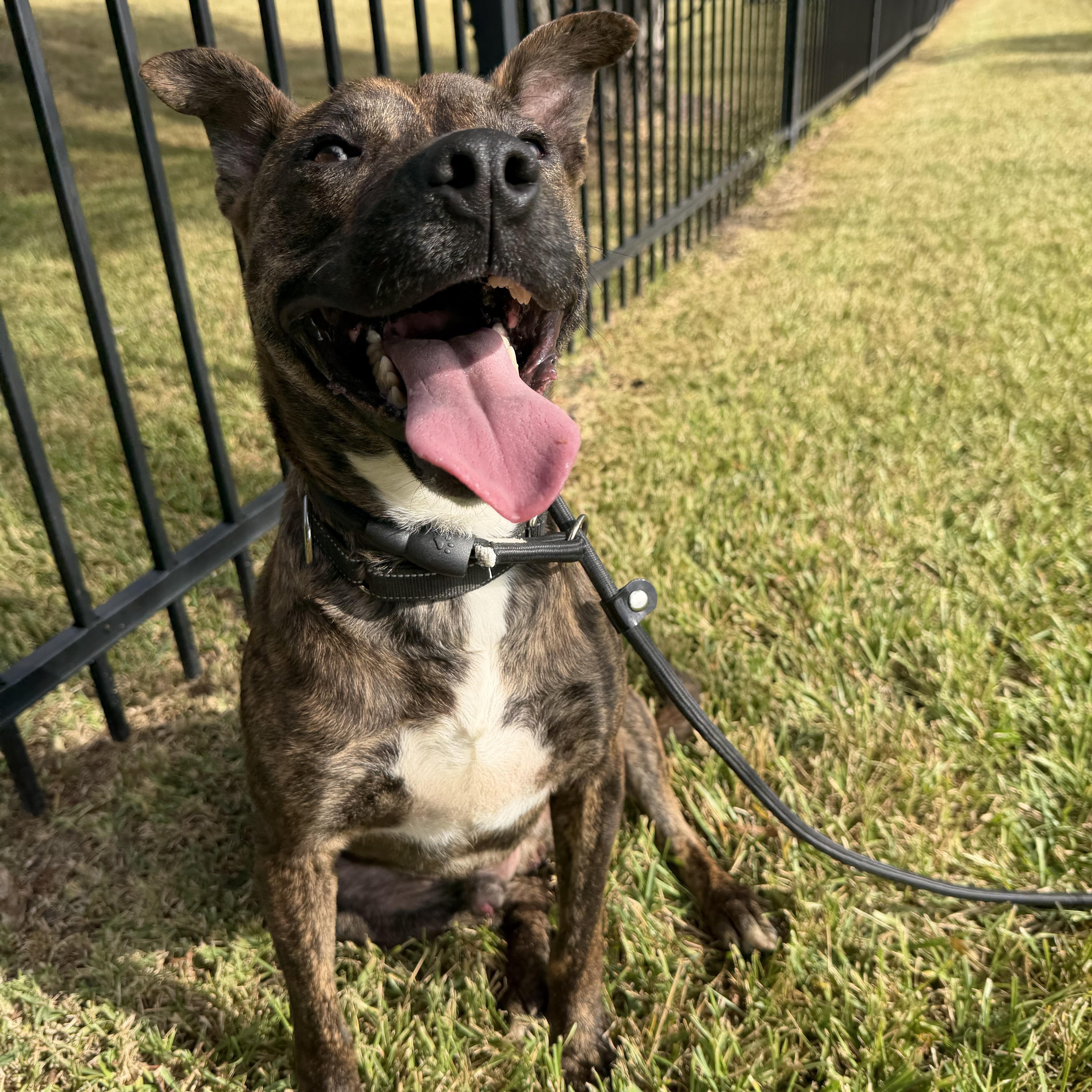A young medium-sized male Brindle German Shepherd Dog named Biscuit for adoption in Pearland, TX