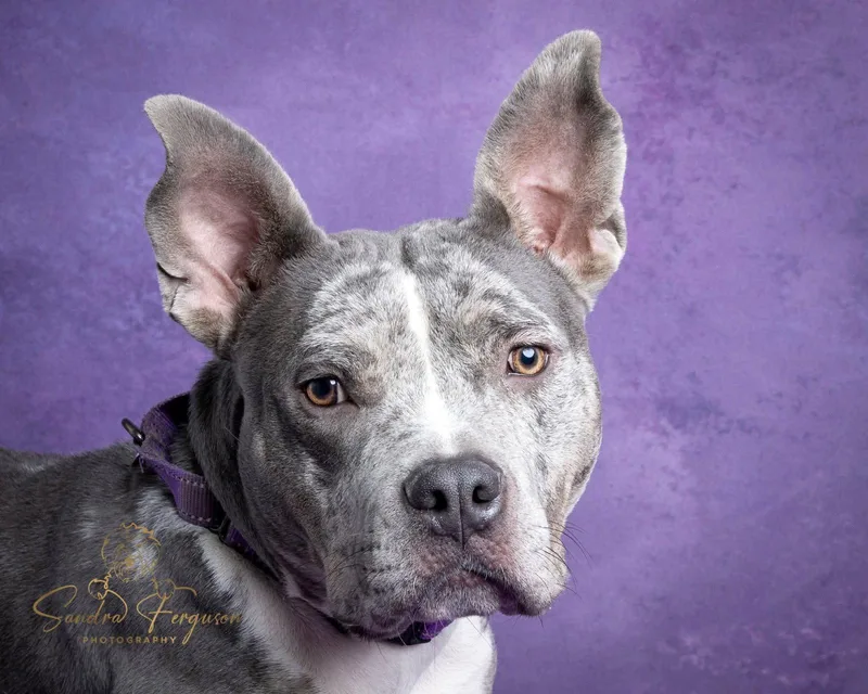 An adult medium-sized female Catahoula Leopard Dog dog named Wendy for adoption in Munford, TN