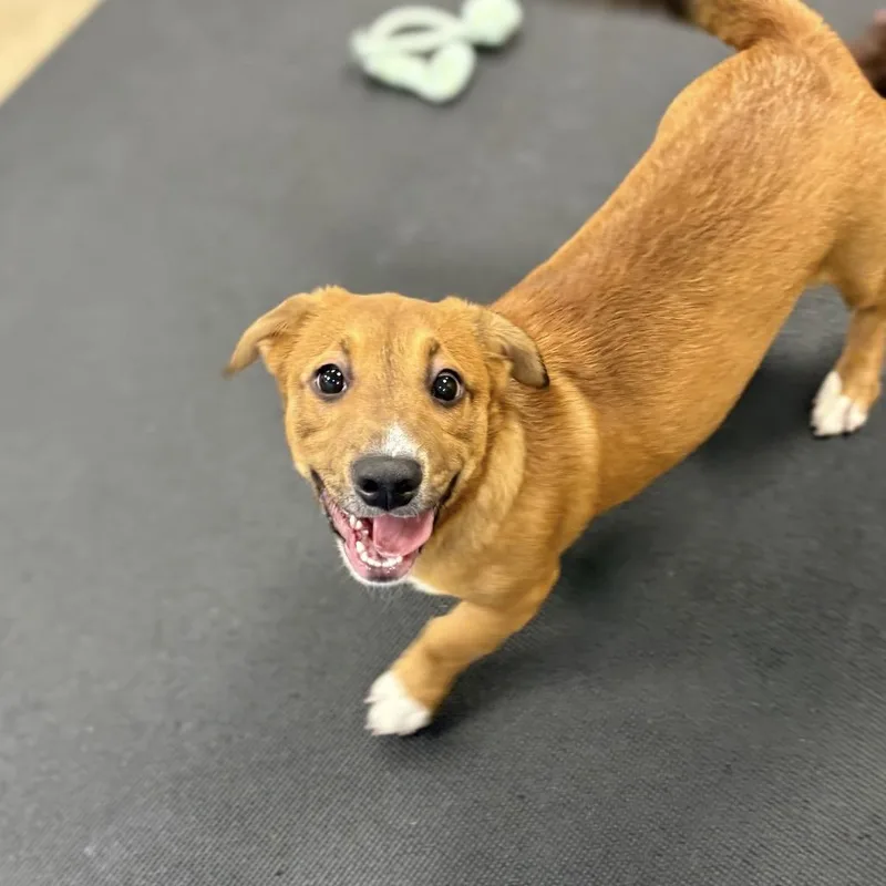 A baby medium-sized male Yellow / Tan / Blond / Fawn Mixed Breed dog named Pumpkin Pie for adoption in Wantagh, NY