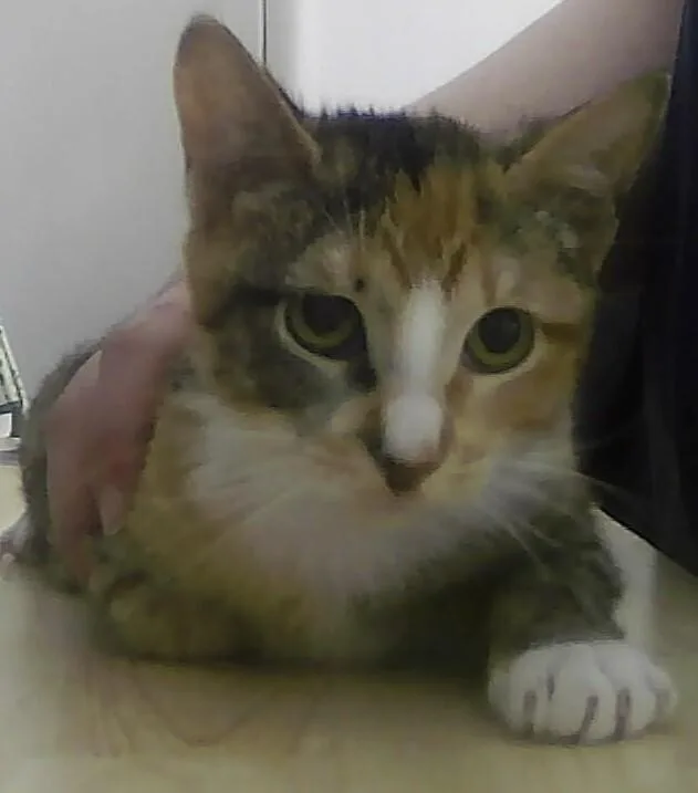 A baby small-sized female Domestic Short Hair cat named Twizzle for adoption in Anoka, MN