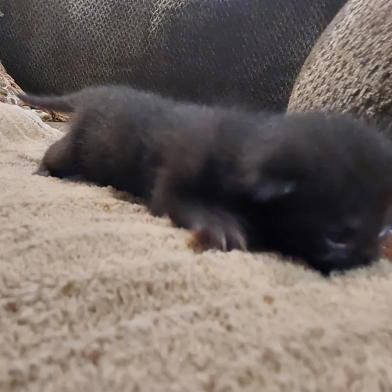 A baby small-sized female Black Domestic Short Hair cat named Leia for adoption in Austin, TX