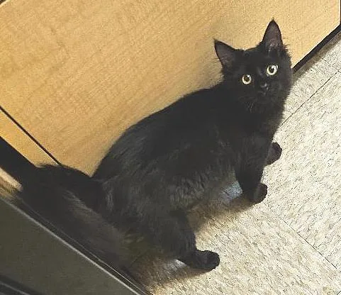 A young small-sized male Domestic Medium Hair cat named Billy Reuben for adoption in Tulsa, OK