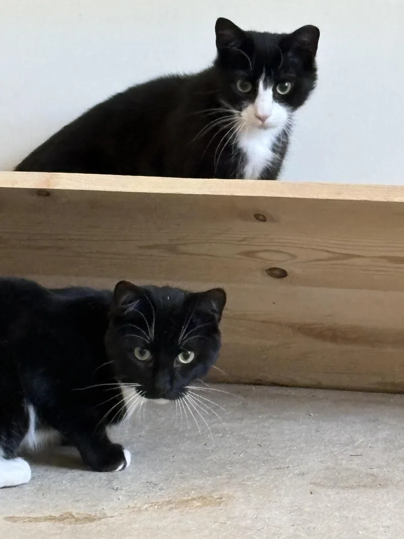 A young medium-sized female Black & White / Tuxedo Domestic Short Hair cat named Pilsner for adoption in Bellmawr, NJ