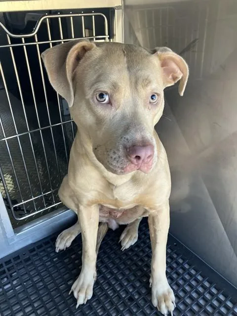 An adult large-sized female Pit Bull Terrier dog named Stormy for adoption in Dallas, TX