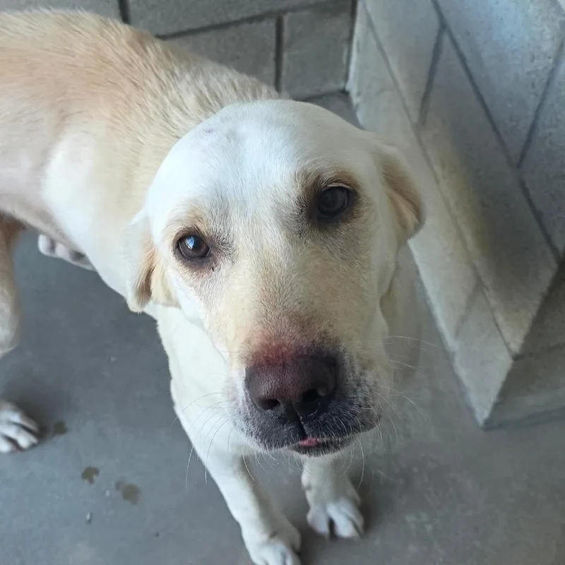 An adult large-sized female Labrador Retriever dog named Uniqua for adoption in Bristol, IN