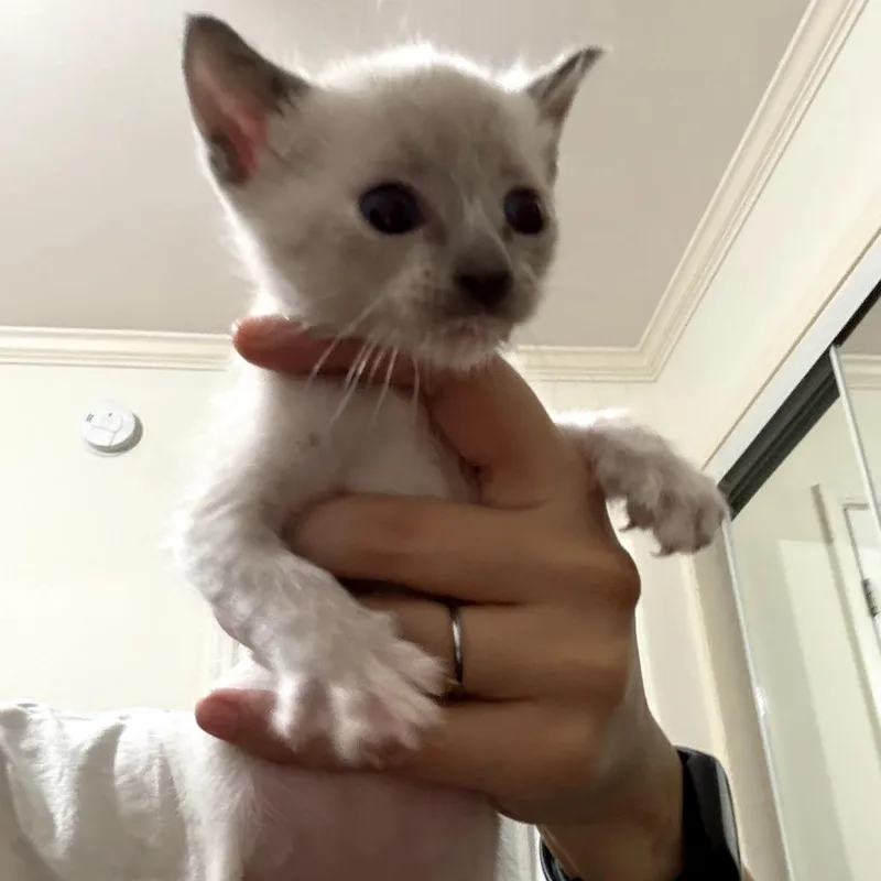 A baby small-sized female Cream / Ivory Domestic Short Hair cat named Sophie for adoption in Long Beach, CA