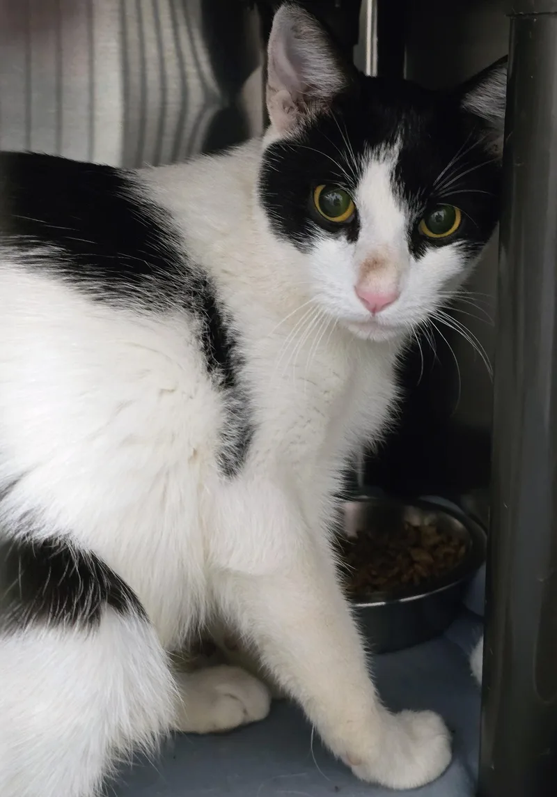 An adult medium-sized female Domestic Short Hair cat named Wanda for adoption in Amityville, NY
