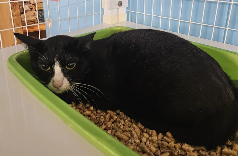 An adult medium-sized female Domestic Short Hair cat named Bacardi for adoption in Claremont, NH