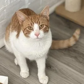 A young medium-sized male Orange & White Domestic Short Hair cat named Mickey for adoption in Philadelphia, PA