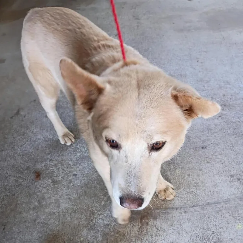 An adult large-sized male White / Cream Husky dog named Papi for adoption in Bastrop, TX