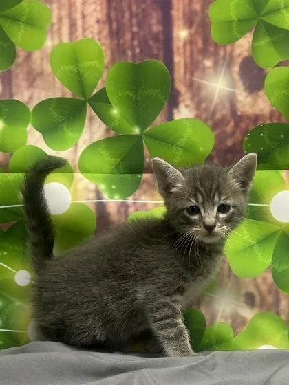 A young medium-sized male Domestic Short Hair cat named Bourbon for adoption in San Antonio, TX